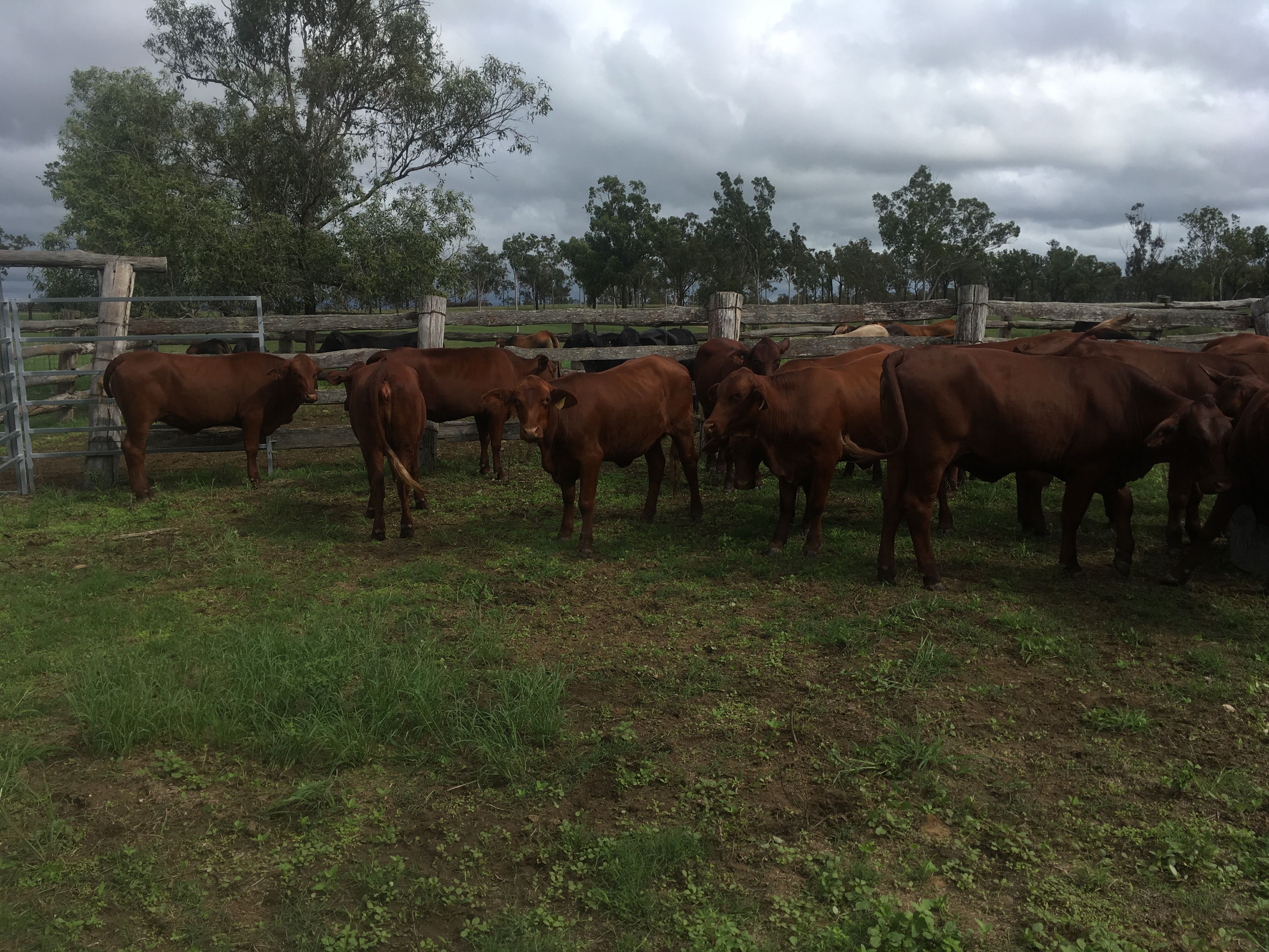 Rockhampton, QLD Livestock Cattle Sold