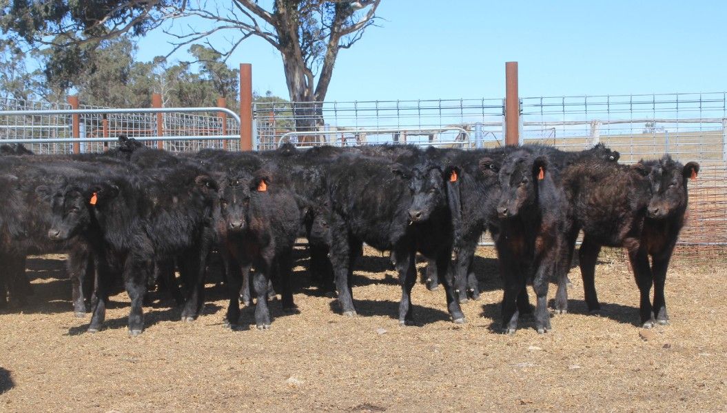 Armidale, NSW Livestock Cattle Sold