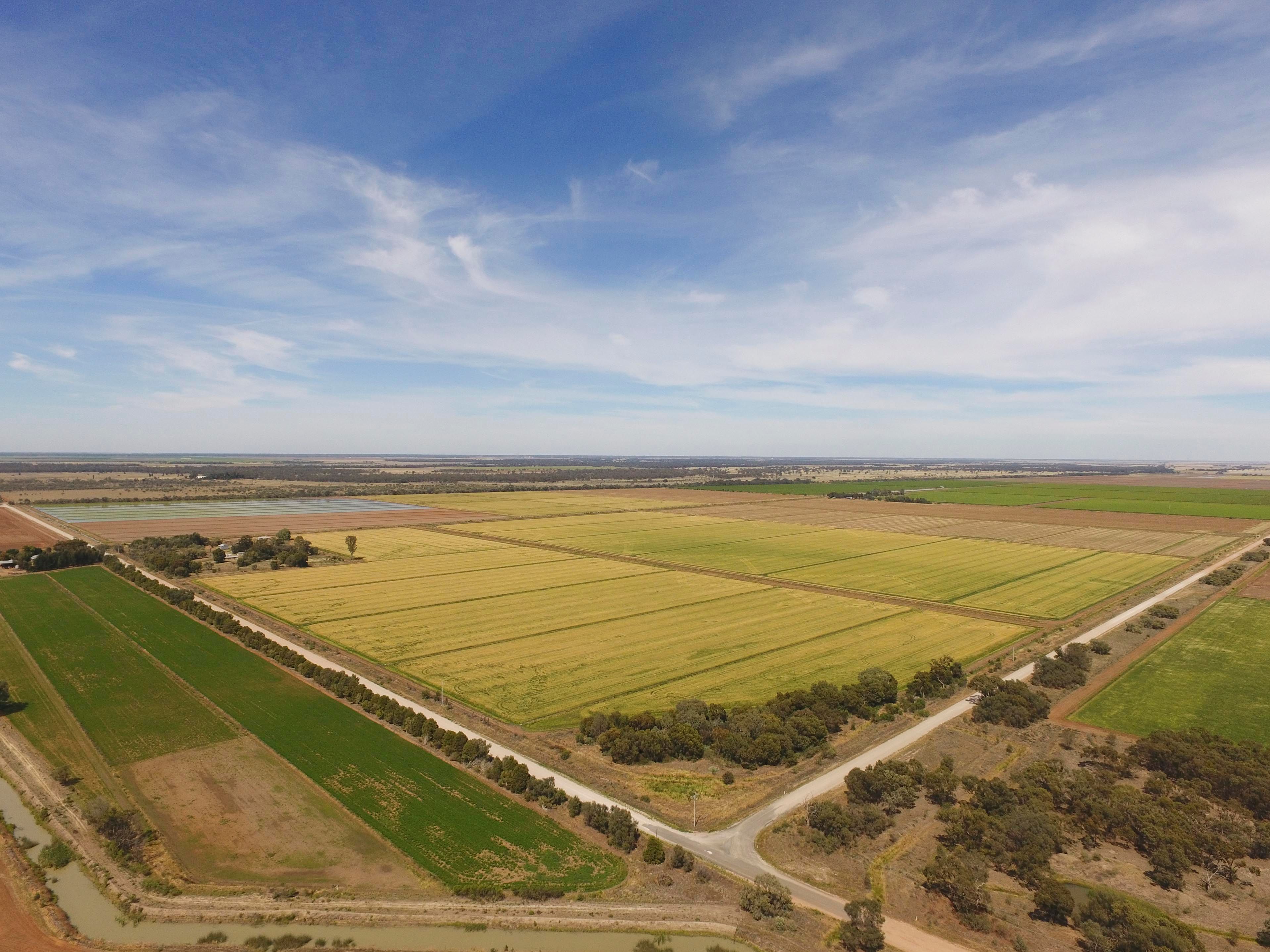 Griffith, NSW Rural Rural Cropping Property Sold