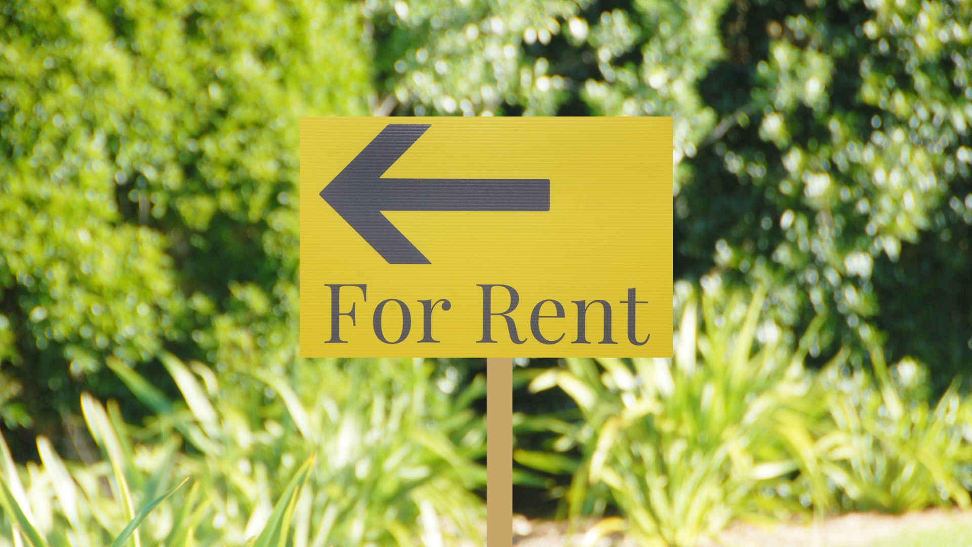 Rental Team Real Estate Ray White New Zealand