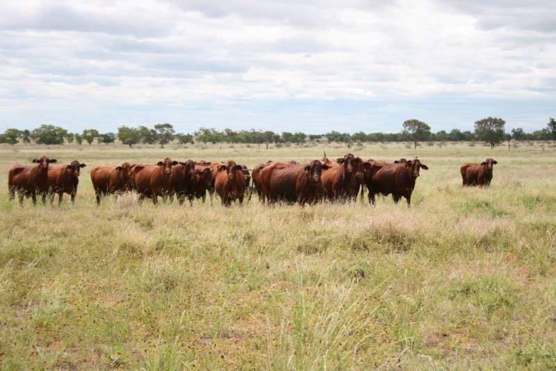 Barcaldine, QLD Rural Rural Cropping Property Sold