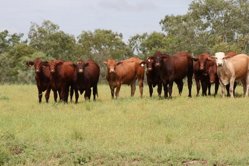 Longreach, QLD - Rural Rural Livestock Property Sold