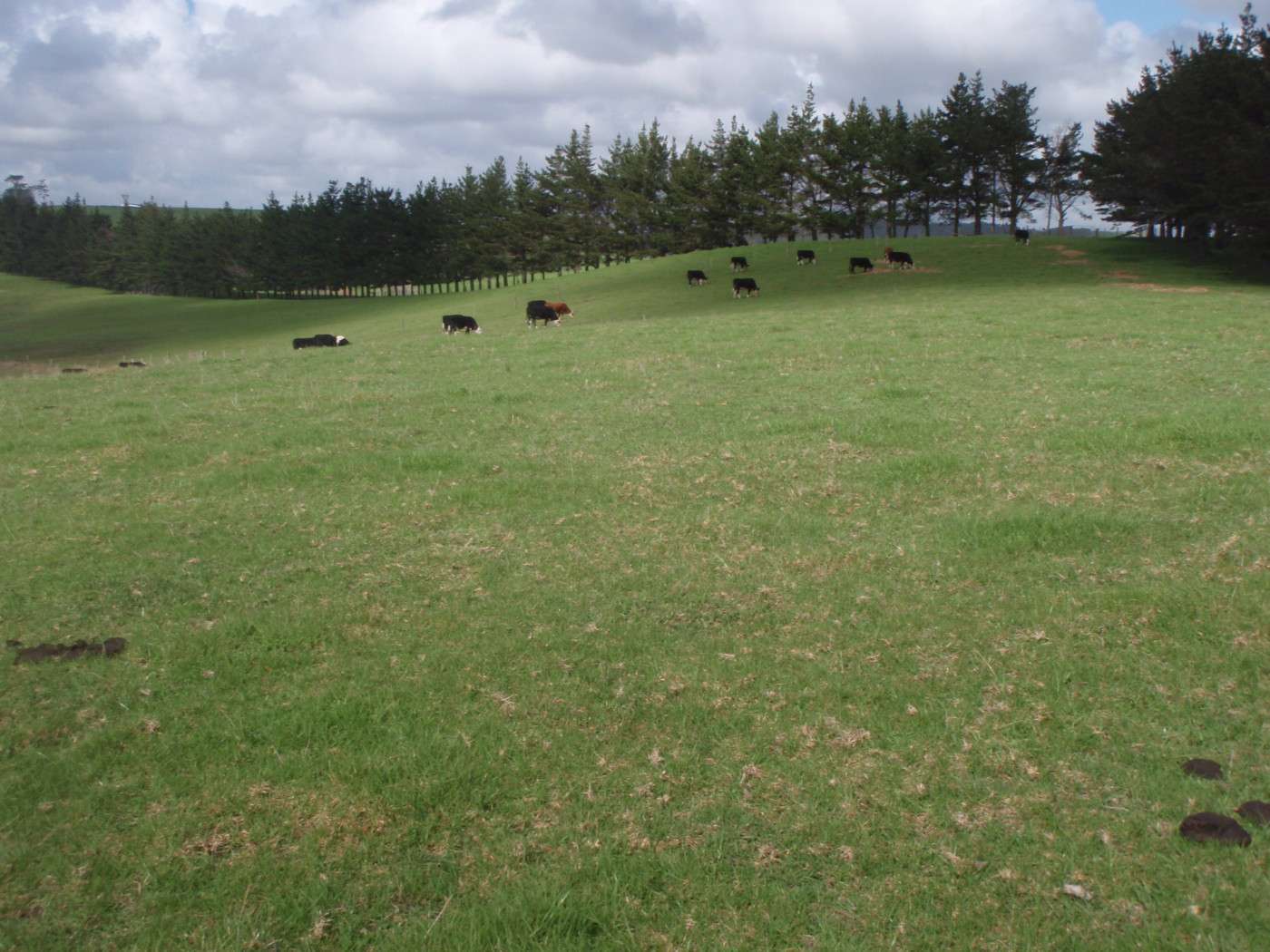 LAKE OHIA  Far North District photo 2