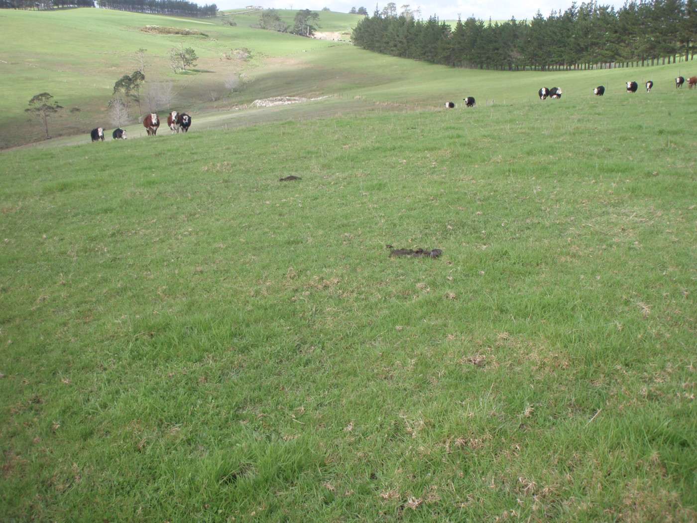 LAKE OHIA  Far North District photo 5