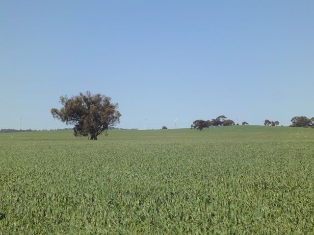 ''The Ridge" Barrier Highway, MANOORA, SA 5414