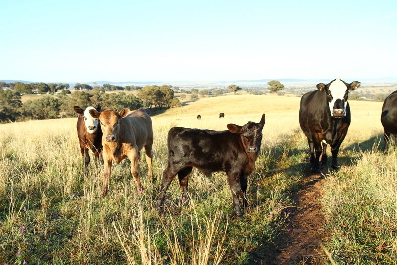 231 Milo Road, MURRINGO, NSW 2586
