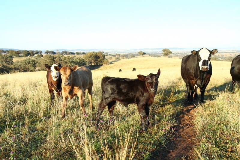 231 Milo Road, MURRINGO, NSW 2586