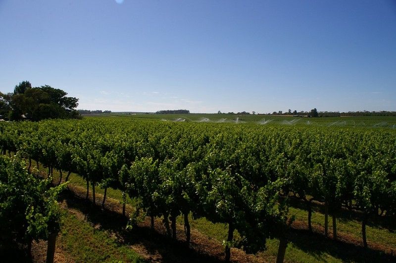 Lots/2 & 3 Thiele Road, BARMERA, SA 5345