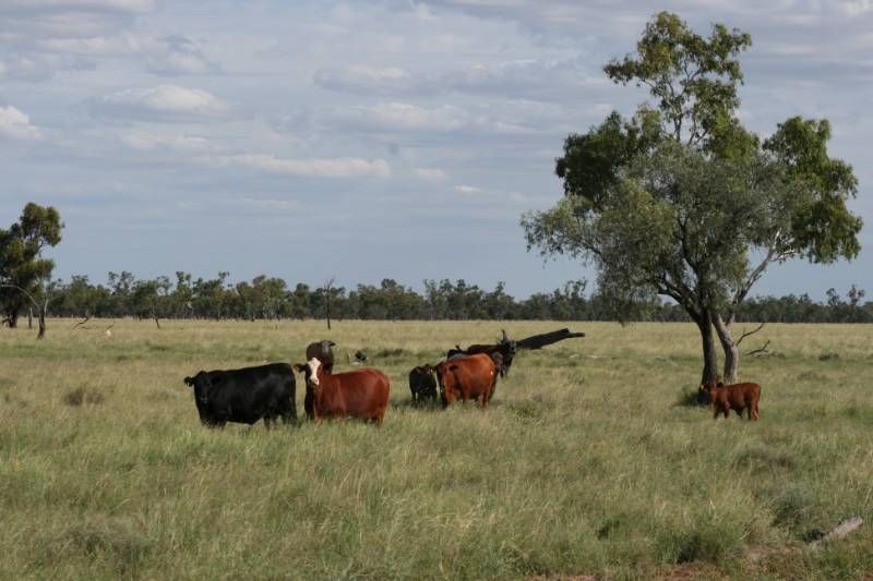 , CUNNAMULLA, QLD Rural • Ray White