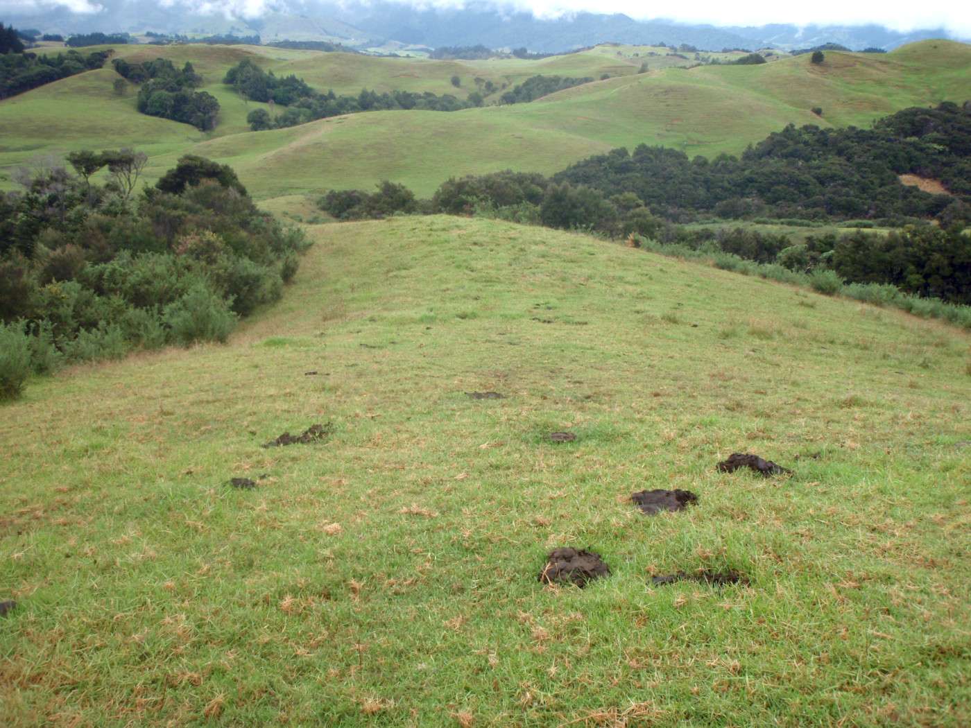 KAITAIA  Far North District  0410 photo 1