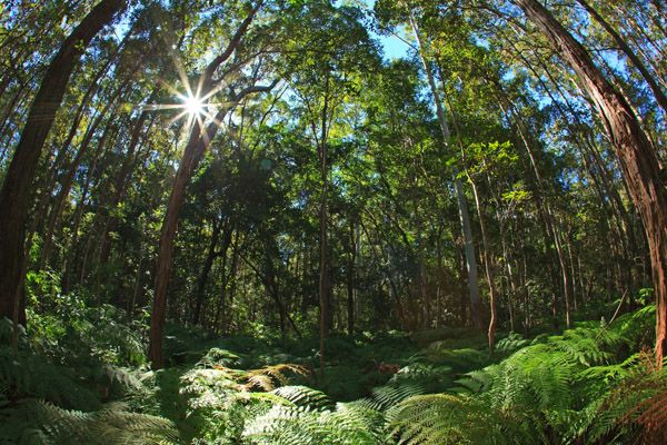 5 Crab Apple Court, COOROY QLD 4563