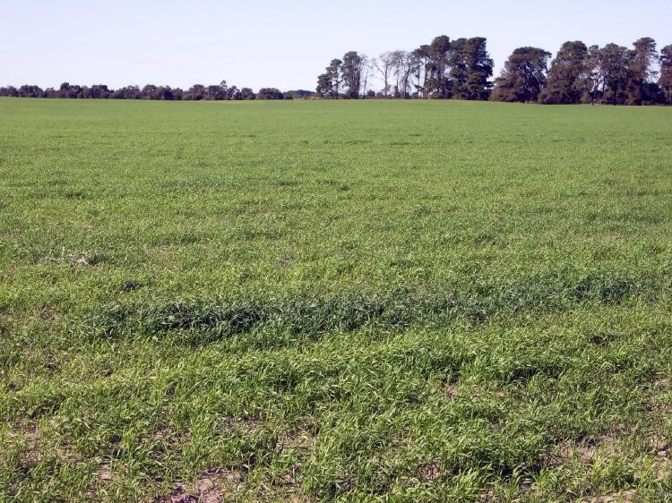 Lot 21 Hutchison Road, BORDERTOWN, SA 5268