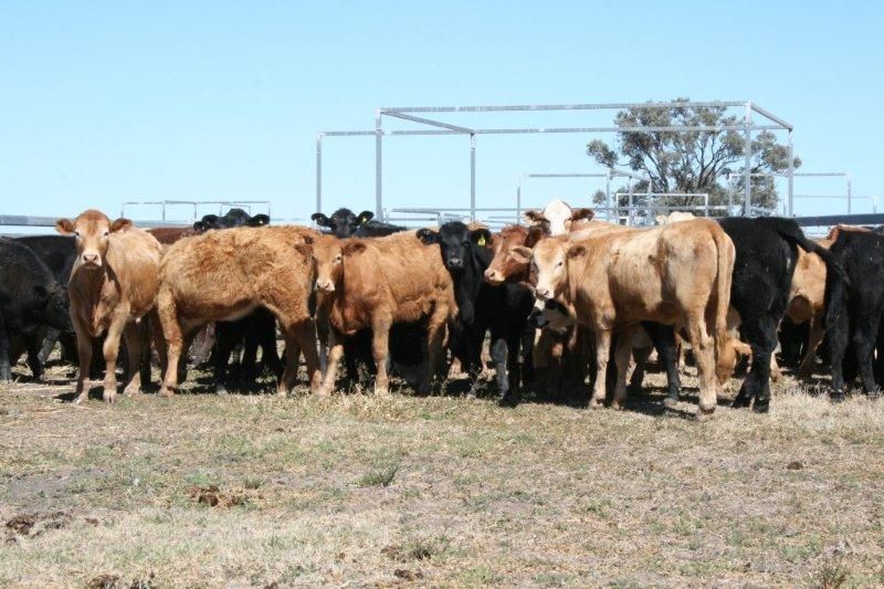 Rural Mixed Farming Property Moonie, QLD