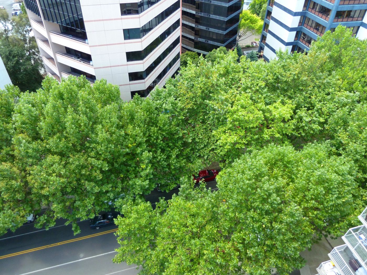 AUCKLAND CENTRAL, Auckland City
