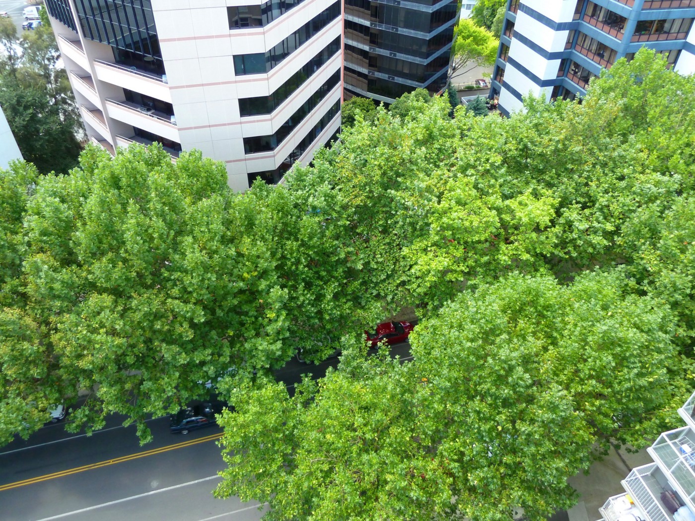 AUCKLAND CENTRAL, Auckland City