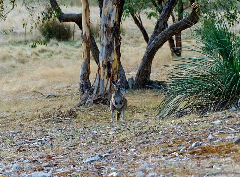 Lot 101 Range Road West, WILLUNGA, SA 5172