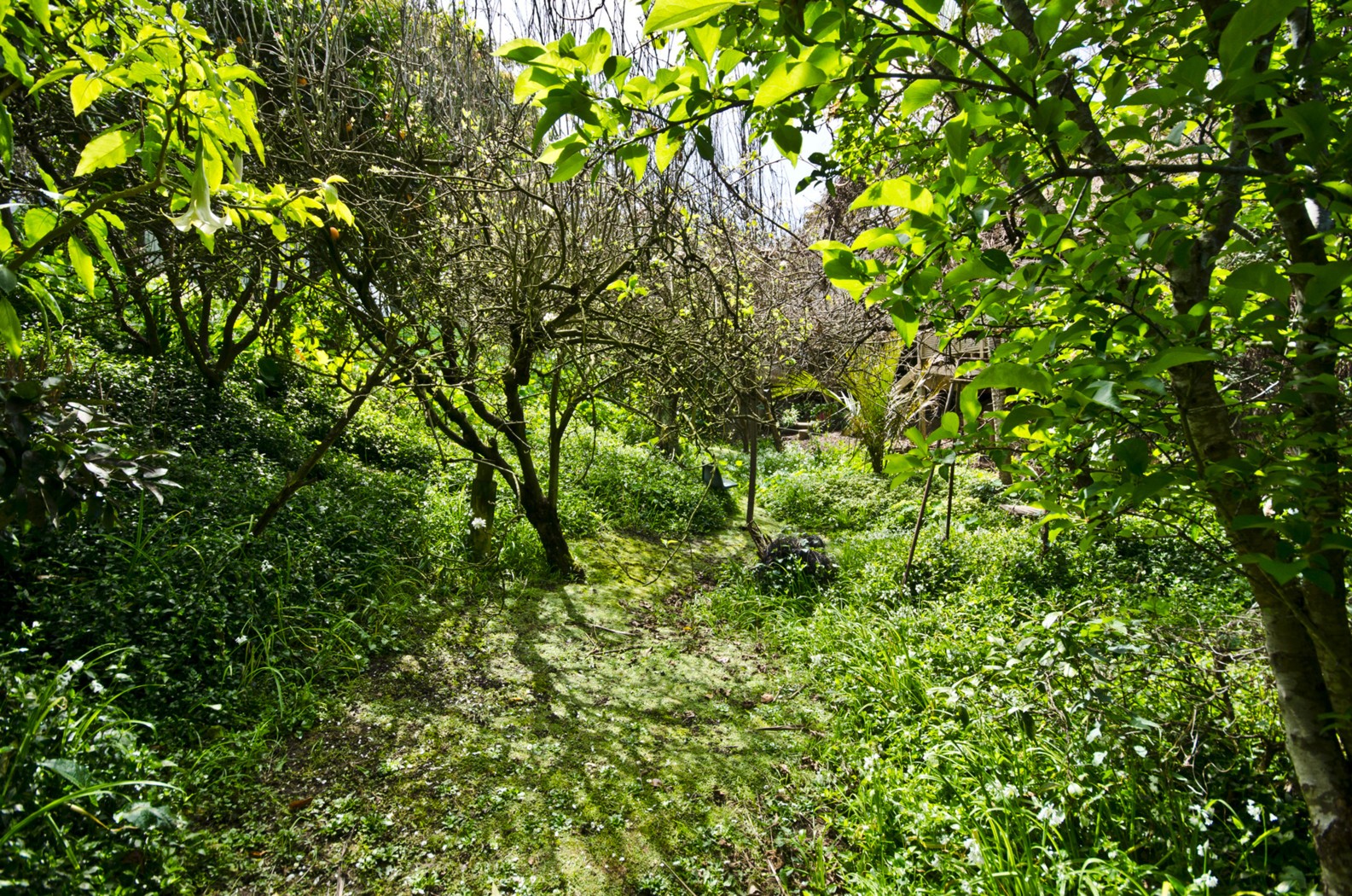 79 Speight Road, ST HELIERS, Auckland City