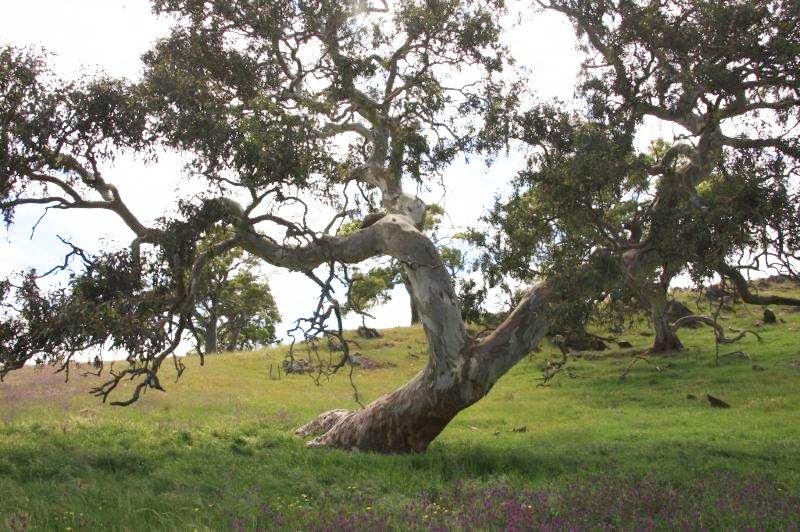 Lot 36 Wellington Road, HIGHLAND VALLEY, SA 5255