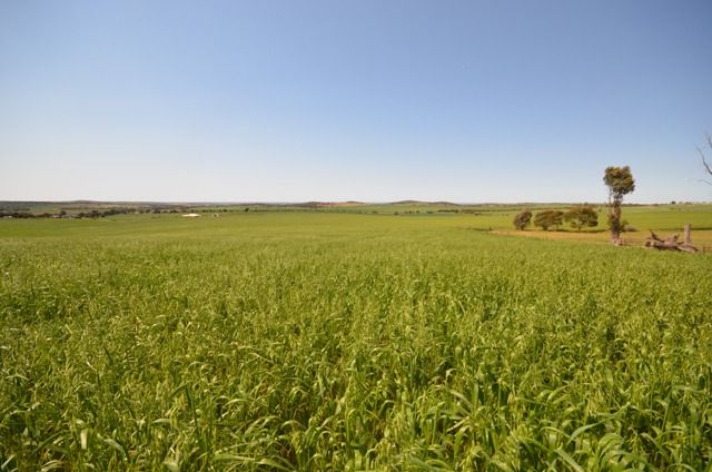 . "Nicholson's", EUDUNDA, SA 5374