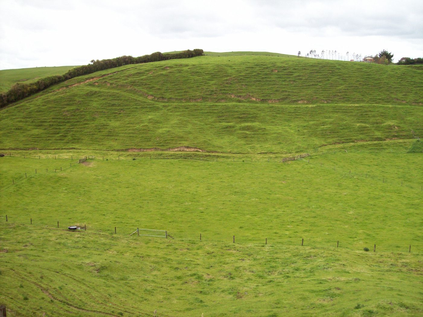 1407 No 2 Road, TE PUKE, Western Bay Of Plenty District