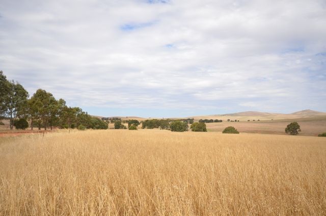 . "Donara", MOUNT BRYAN, SA 5418