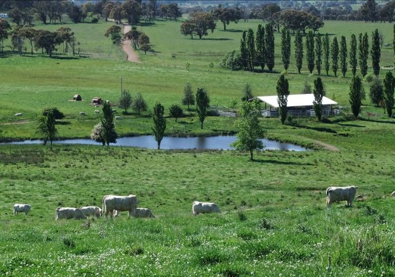 Ray White Rural & Livestock • , GUYRA, NSW – Rural