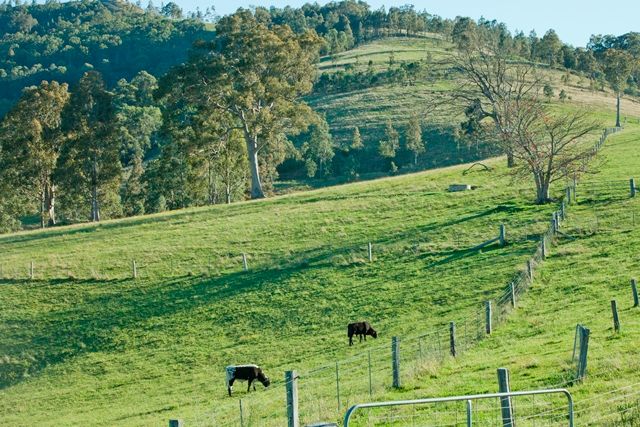 GRESFORD, NSW 2311