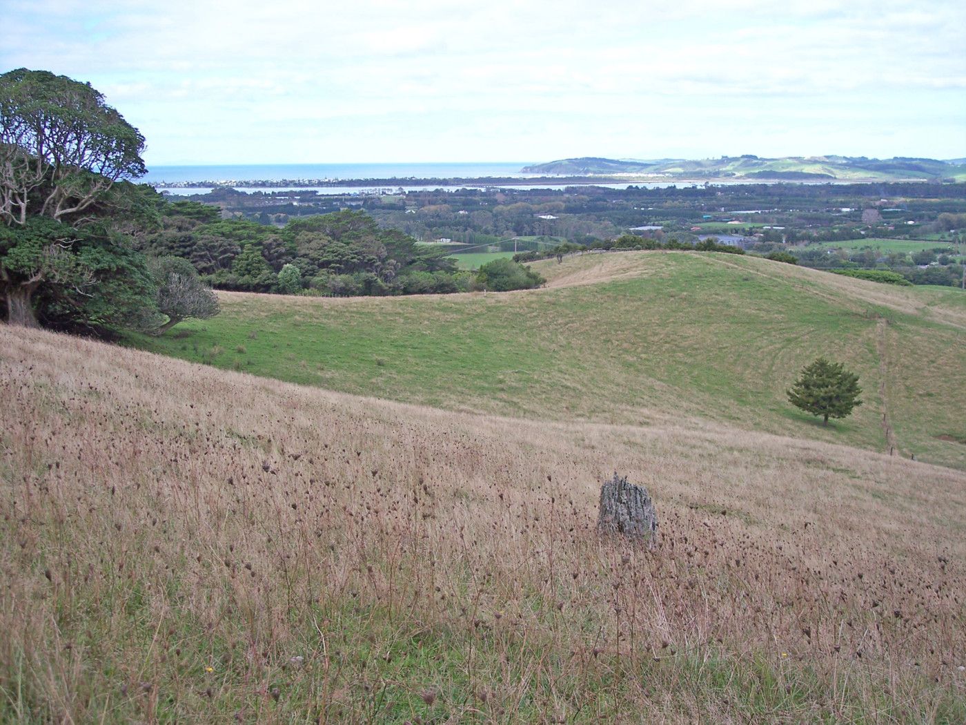 MATAKANA, Rodney