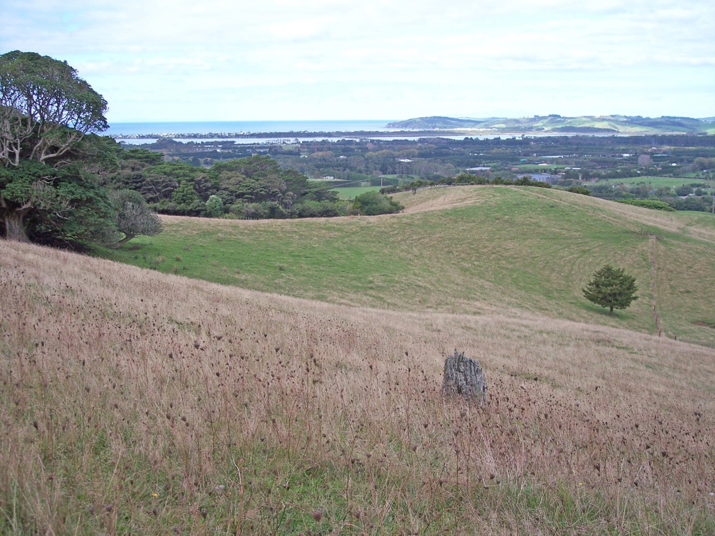 MATAKANA, Rodney