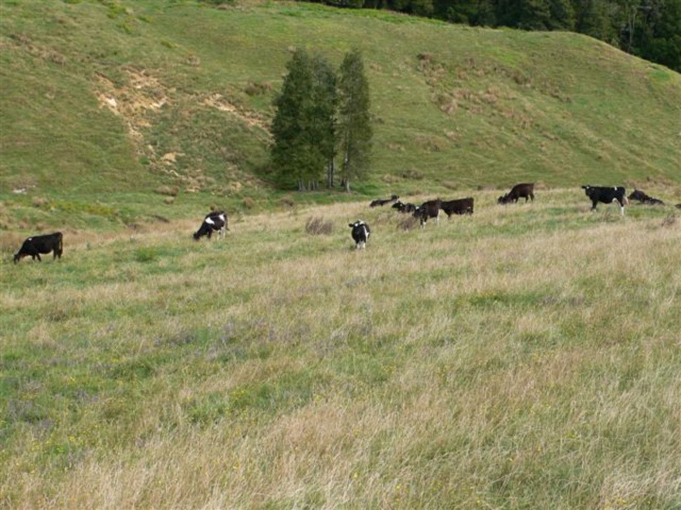 Glen Murray, Waikato District