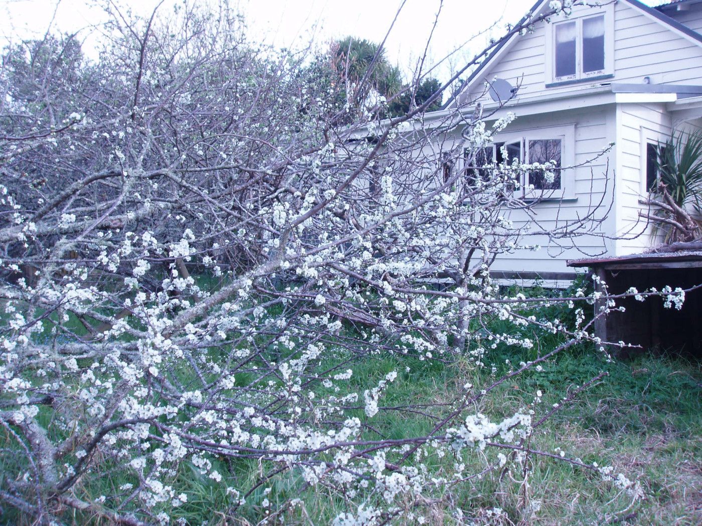 WAIUKU, Franklin