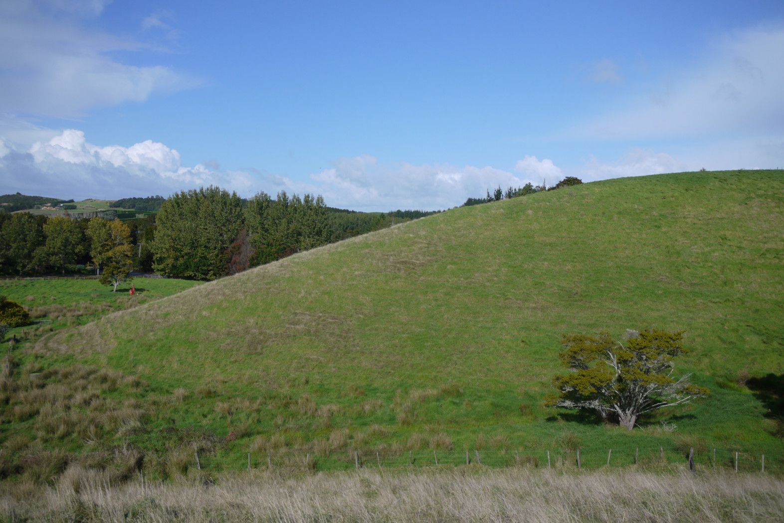 MATAKANA, Rodney