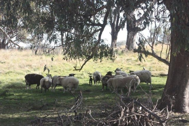 183 Elliotts Road, CROWTHER, NSW 2803
