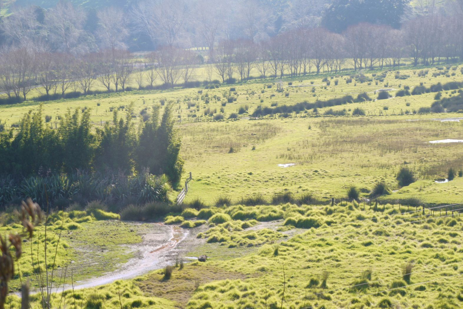 MATAKANA, Rodney