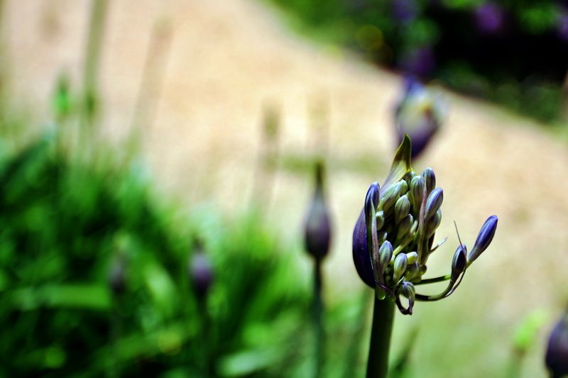 Lot 5 Alpina Place, WORRIGEE, NSW 2540