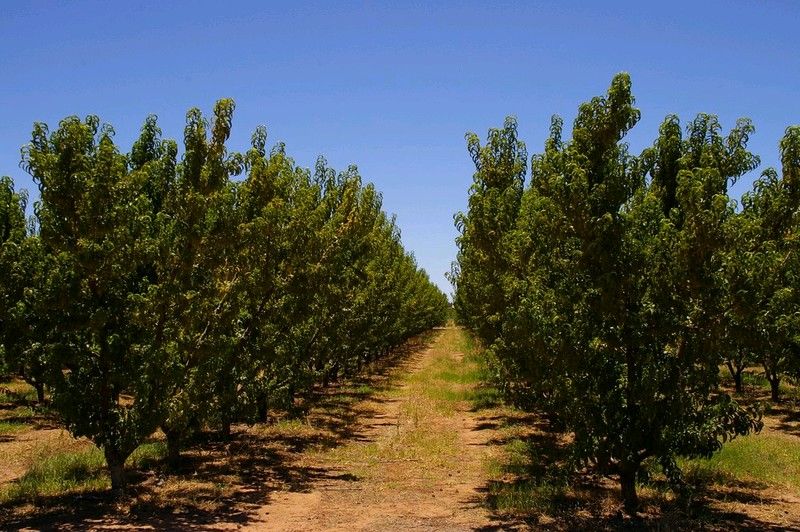 Lot 101 Chowilla Street, RENMARK, SA 5341