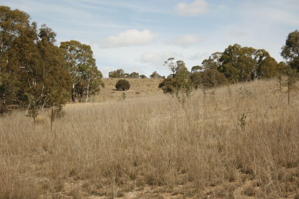 BOMBALA, NSW 2632