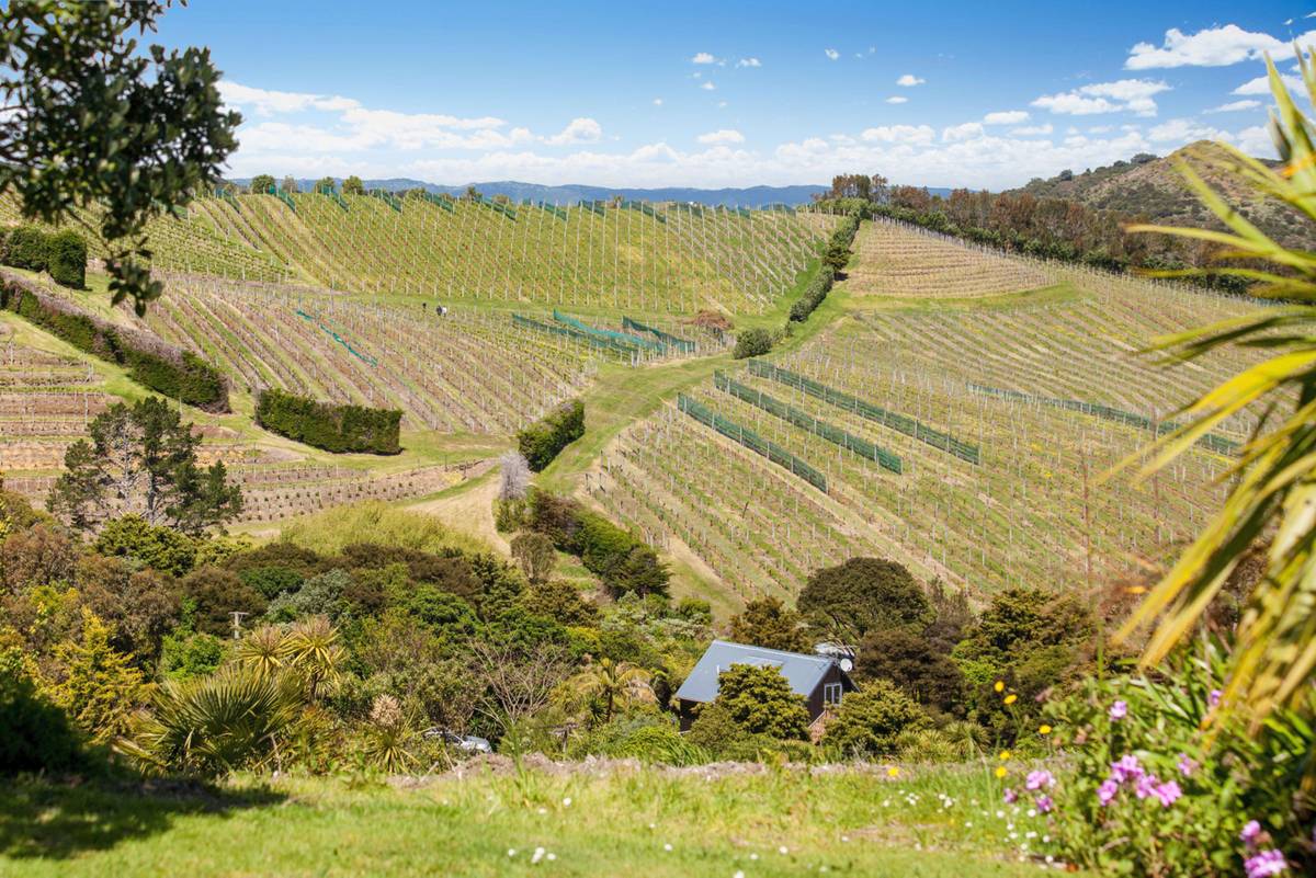 Waiheke Island 1081, Waiheke Island Real Estate