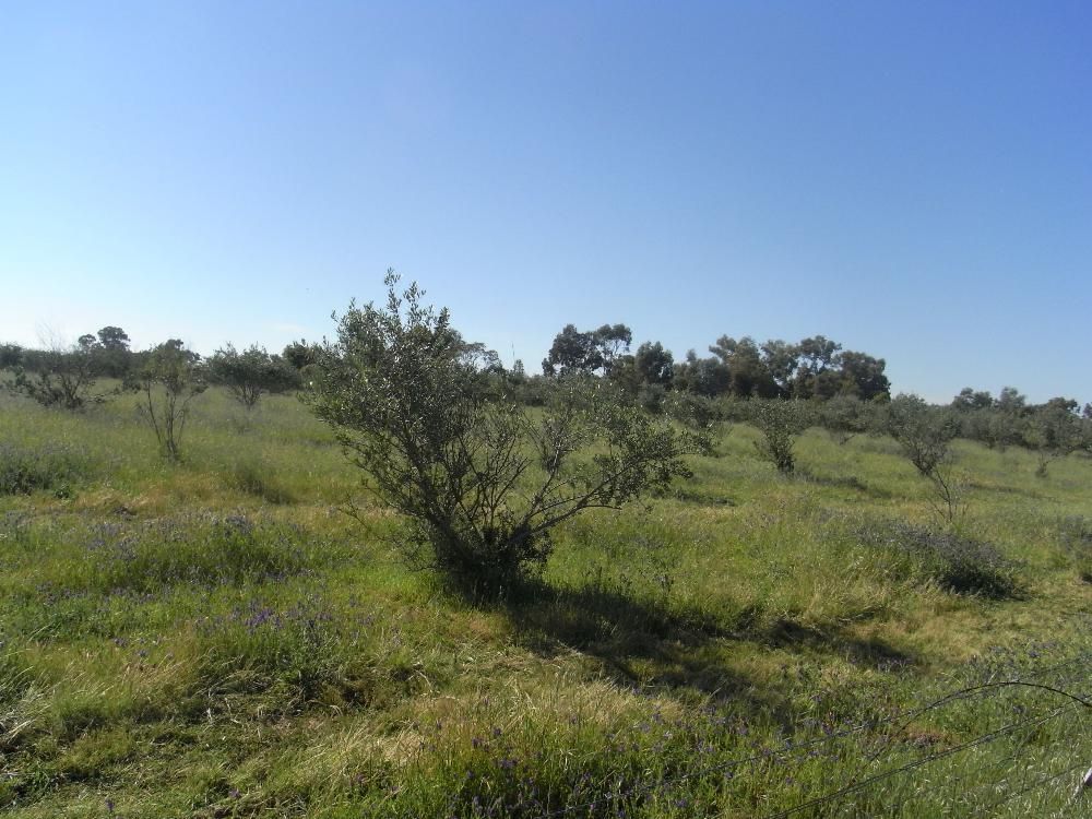Lot 1 and 2 Martin Street, HOWLONG, NSW 2643