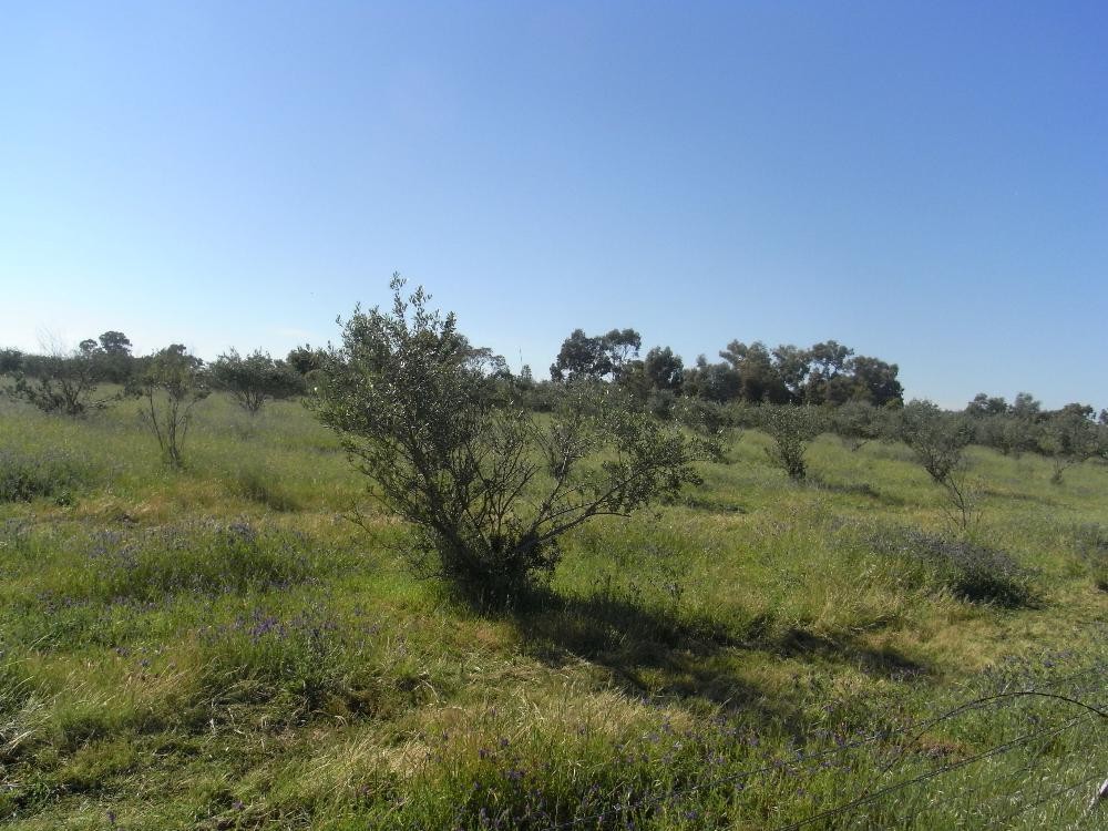 Lot 1 and 2 Martin Street, HOWLONG, NSW 2643