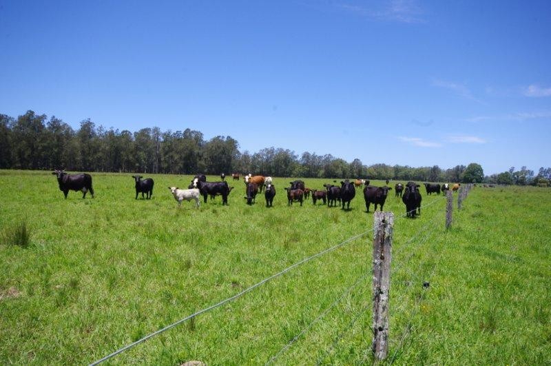Lot 1 452 North Moto Road, TAREE, NSW 2430