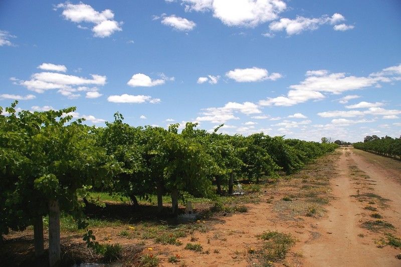 Lot 101 Ral Ral Avenue, RENMARK, SA 5341