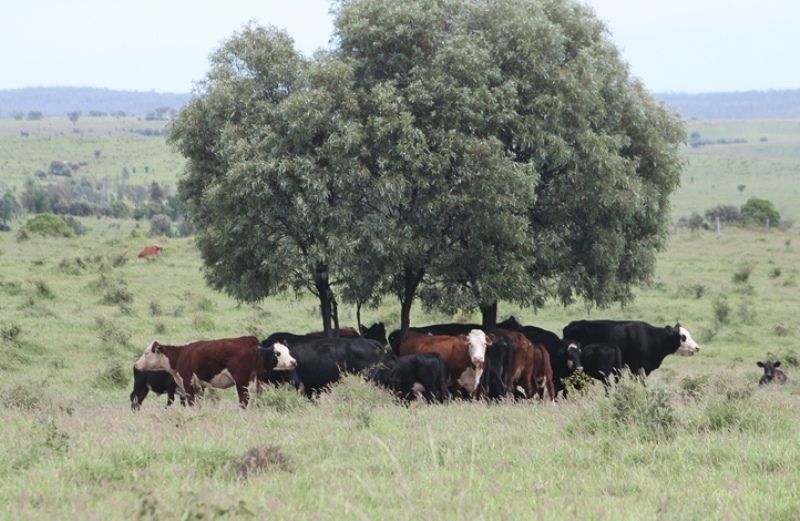 "Cooee Downs" TAROOM, QLD 4420 Sold Rural Livestock Property Ray