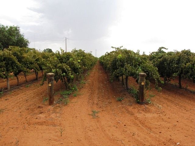 Lot 39 Comley Road, LOVEDAY, SA 5345