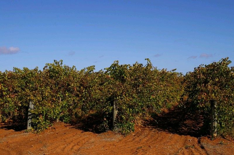 Lot 2 Arumpo Street, RENMARK, SA 5341