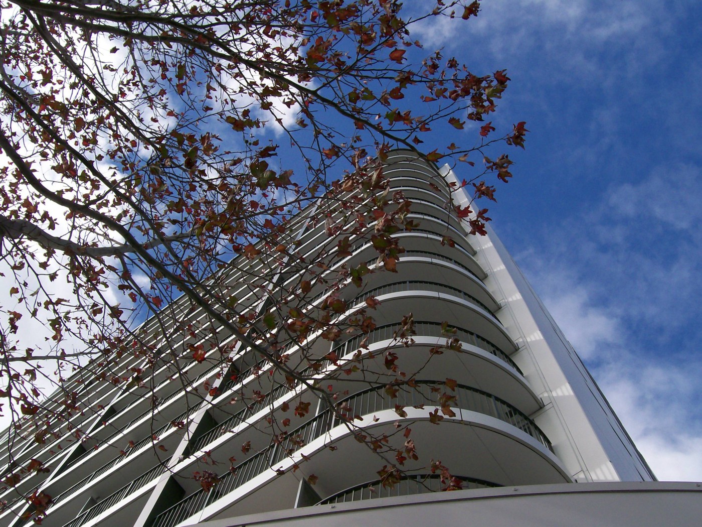 AUCKLAND CENTRAL, Auckland City