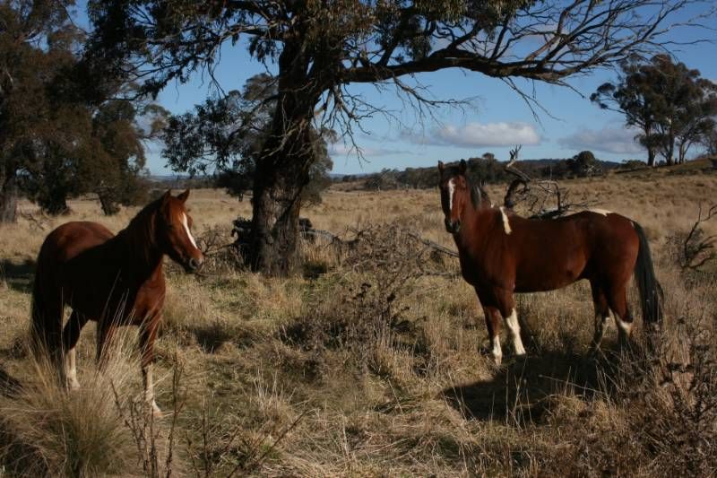 Lot 3 Callemondah Road, SHANNONS FLAT, NSW 2630
