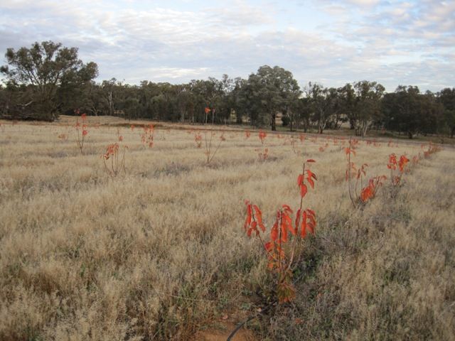 38 Fowler Street, MONTEAGLE, NSW 2594