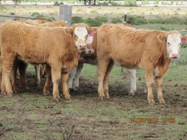 Dubbo, NSW Livestock Cattle Sold