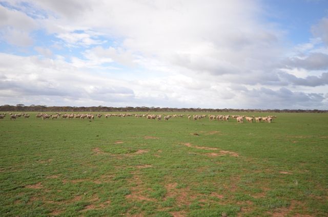 Powerline Road, Bundey via, ROBERTSTOWN, SA 5381